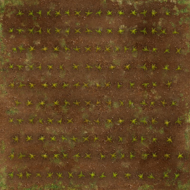 Cultivo Europa XL