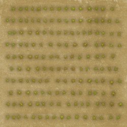 Cropfield Desert XL (x3)